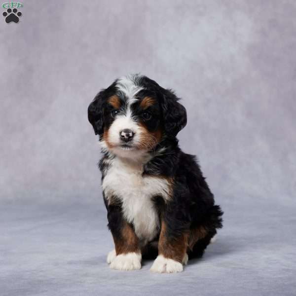 Callie, Mini Bernedoodle Puppy